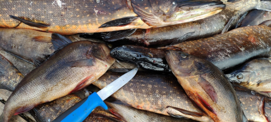 «Нужно съедать 24 кг рыбной продукции в год»: врач рассказала, почему россиянам важно есть больше рыбы