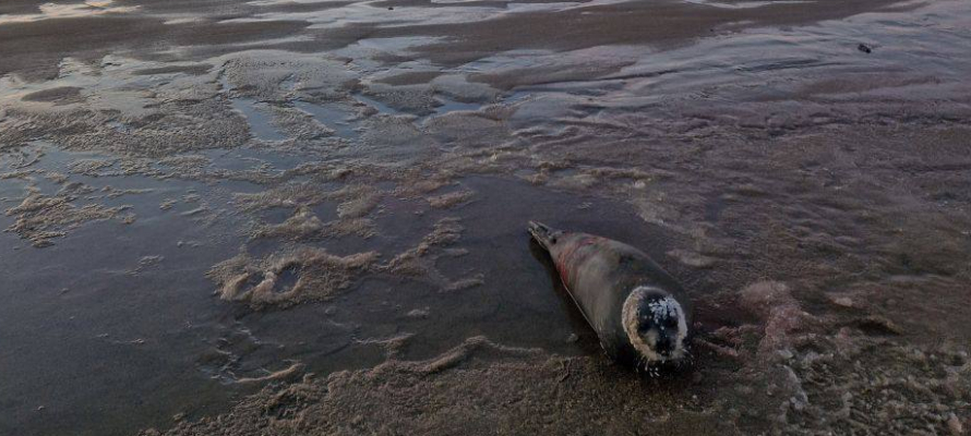 В Териберке спасли покусанного собаками тюленя