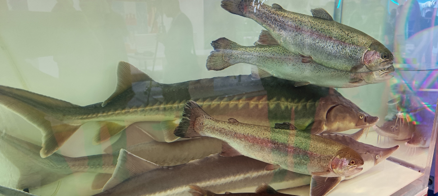 В Совете Федерации назвали виновных в росте цен на рыбу