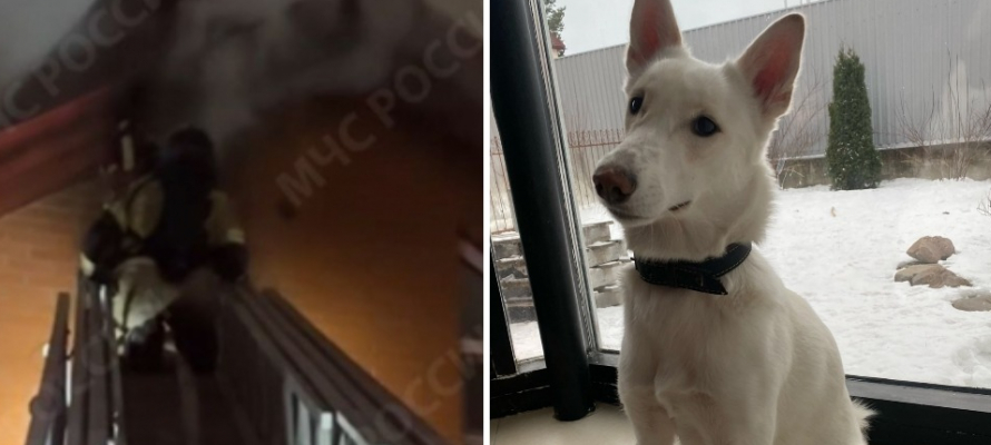 В Петрозаводске ищут сбежавшую во время пожара собаку