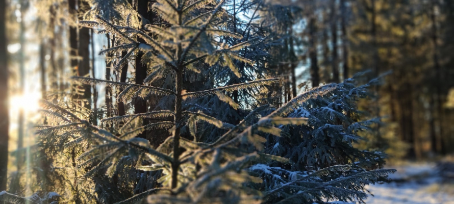 В Карелии объявлен аукцион на заготовку новогодних елей