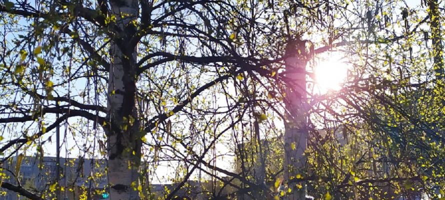 В России началась третья фаза клинических испытаний вакцины против аллергии на пыльцу березы