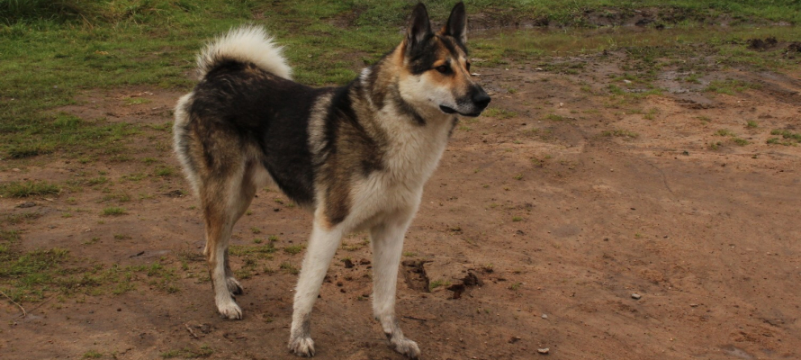 Хозяйская лайка покусала ребенка в одном из поселков в Карелии