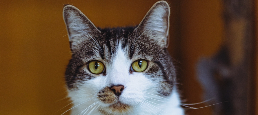 В Петрозаводске пройдет выставка-раздача кошек из приюта