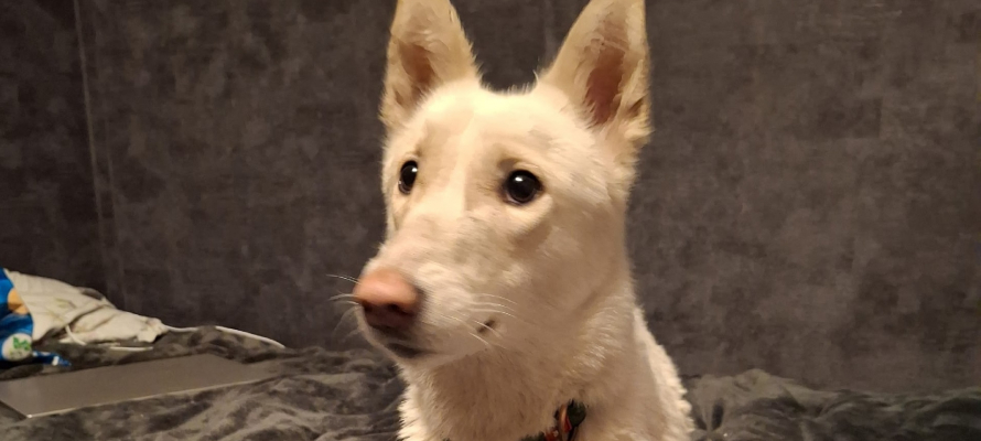 Пропавшей после пожара в Петрозаводске собаке ищут дом