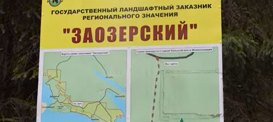 Вблизи Петрозаводска ремонтируют тропу к самой большой ели Фенноскандии