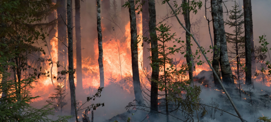 Стало известно, сколько получит Карелия на компенсацию затрат по тушению пожаров