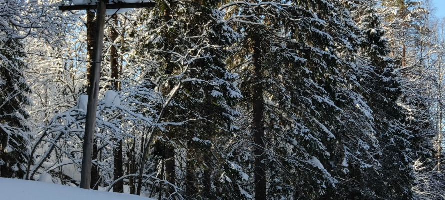 Мокрый снег, а потом потепление: карельские синоптики дали прогноз на выходные и начало недели