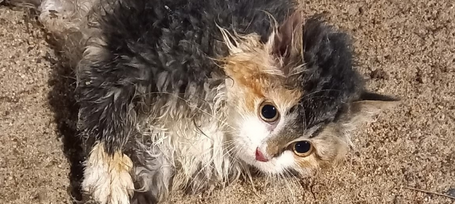 «Ползает и плачет от боли»: сбитая машиной кошка из Олонецкого района нуждается в помощи