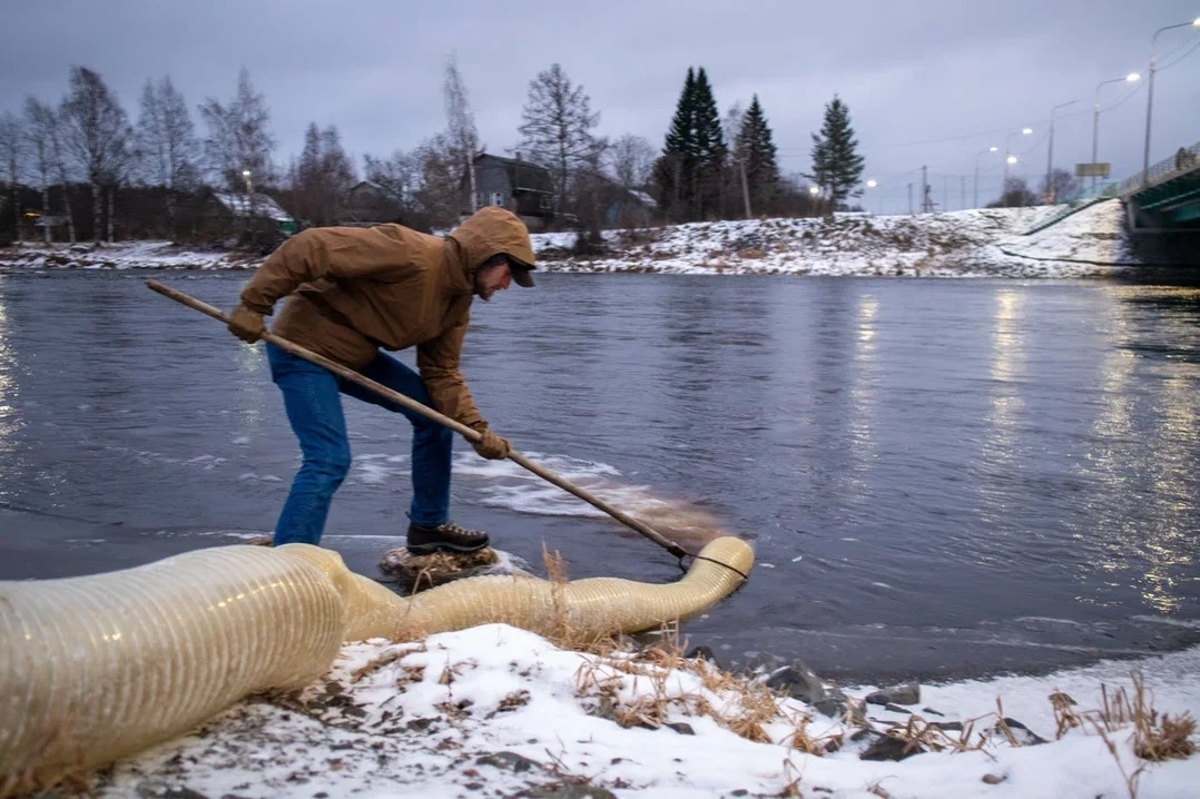 Более 2 тысяч мальков лосося выпустили в реки Шуя и Кемь