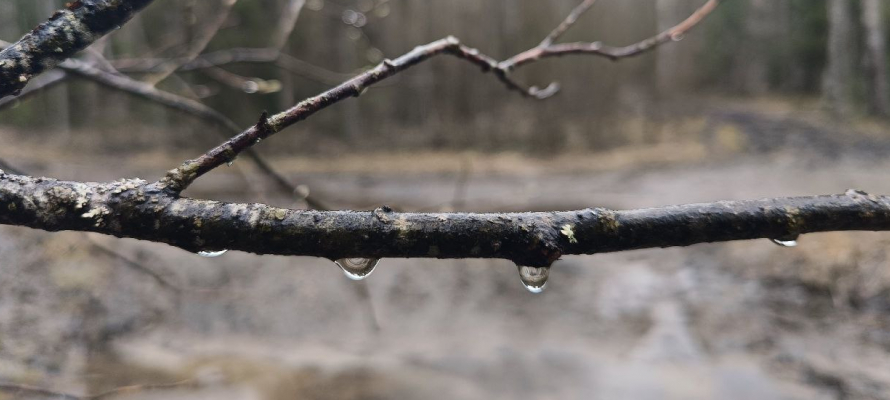 Дождь и потепление до +5°С ожидаются в Карелии 18 декабря