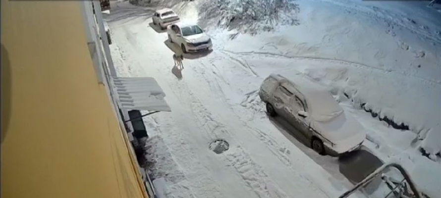 Волк загрыз собаку в посёлке на севере Карелии