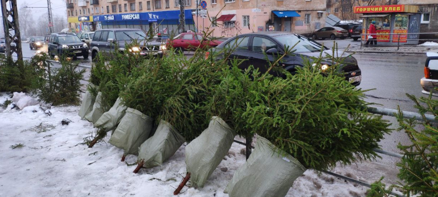 Стали известны цены на новогодние ели в Карелии