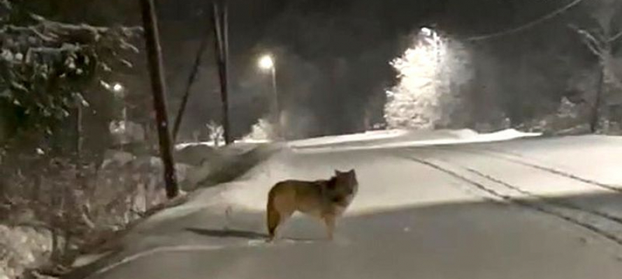 Охотники добыли волков, которые терроризировали жителей поселков Вилга и Поросозеро