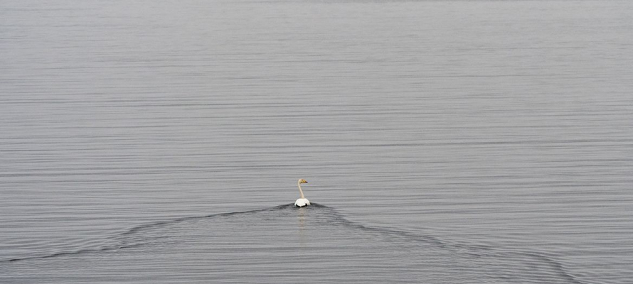 В Минприроды Карелии призвали не трогать оставшихся зимовать лебедей