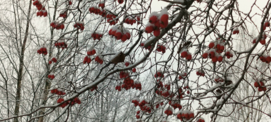 Небольшой снег, гололедица: прогноз погоды на 23 декабря