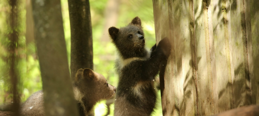 Карельские медвежата остались в тверском центре спасения на зимовку