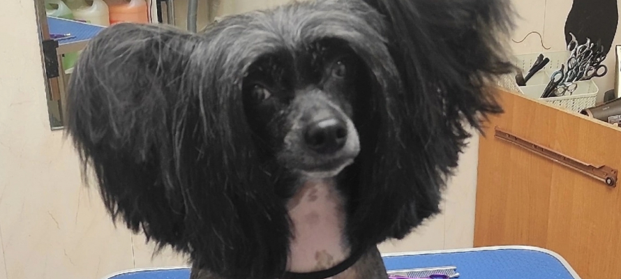 Испугавшуюся взрыва петард собаку ищут в петрозаводском лесу