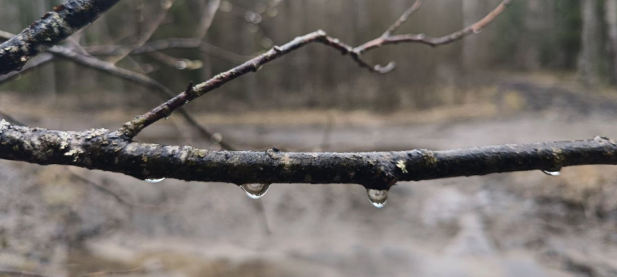 Последняя в 2025 году оттепель наступит в Карелии