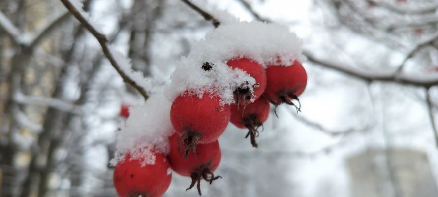 Сильный снег обещают в Карелии 27 декабря