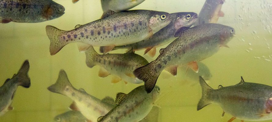 Карельские ученые выяснили, как рыба помогает сердцу