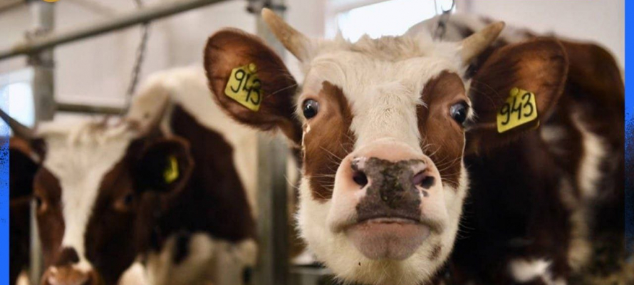 Производство молока в Карелии увеличилось на 11%