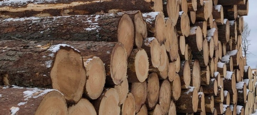 Жители Карелии смогут подать заявление на заключение договора купли-продажи леса для заготовки дров