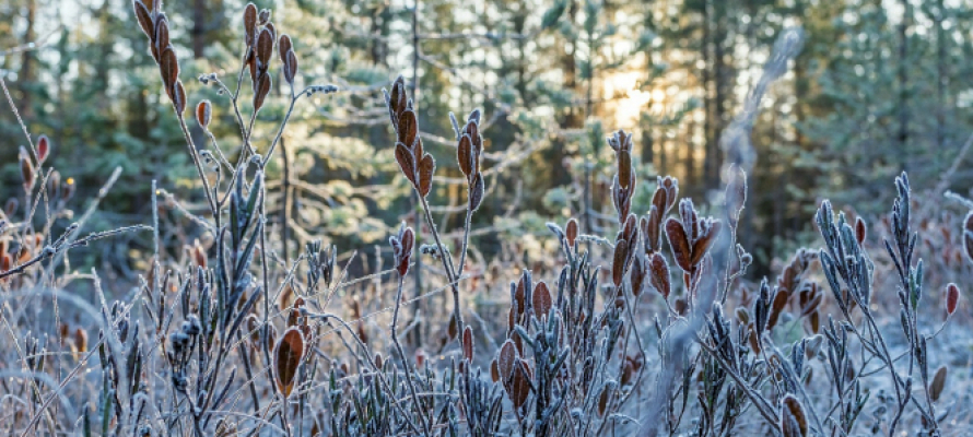 Метеорологи предупредили об образовании изморози на севере Карелии