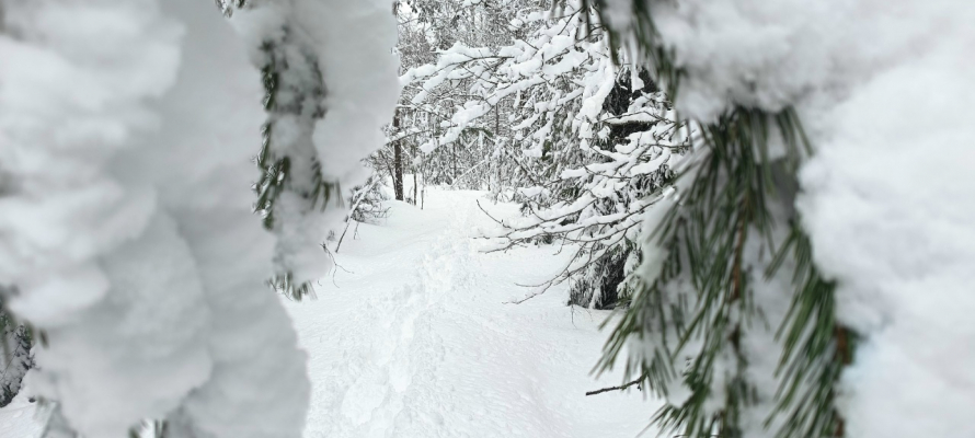 И снова снег: прогноз погоды в Карелии на 12 января