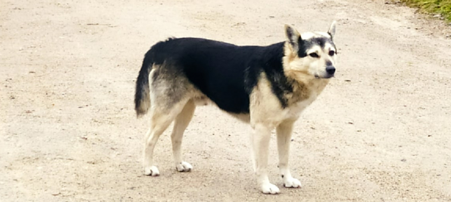 Россияне будут в обязательном порядке вести учёт своих домашних питомцев