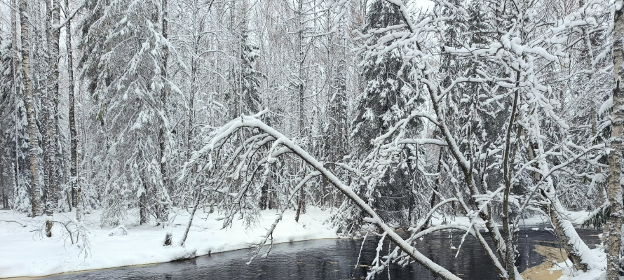 Жителя Медвежьегорска будут судить за рубку сухостоя