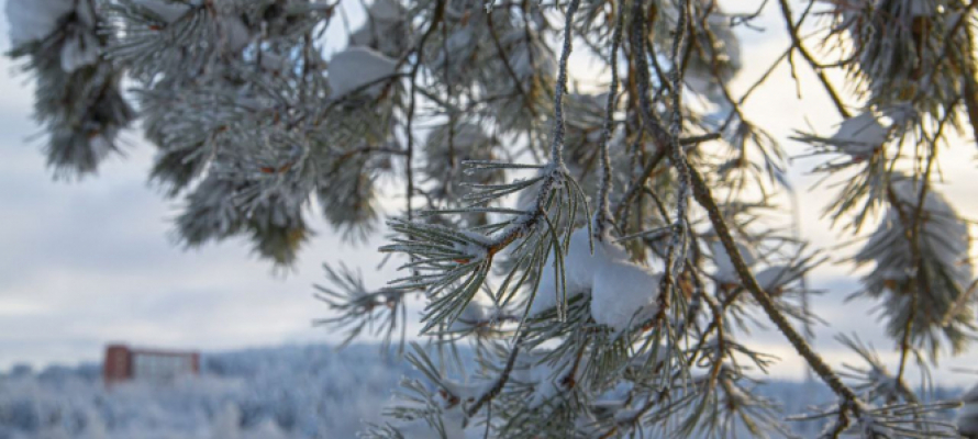 Карельские синоптики рассказали о погоде в Крещенскую ночь