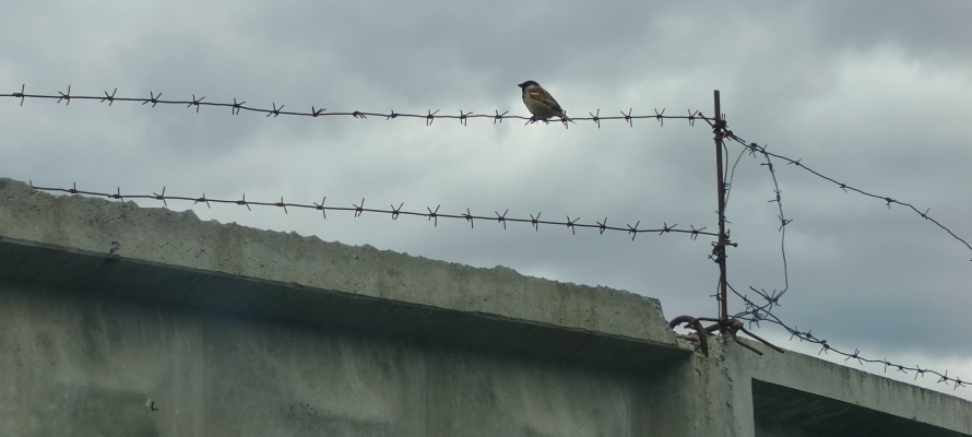 Карелия снова стала регионом с самым высоким уровнем преступности в России