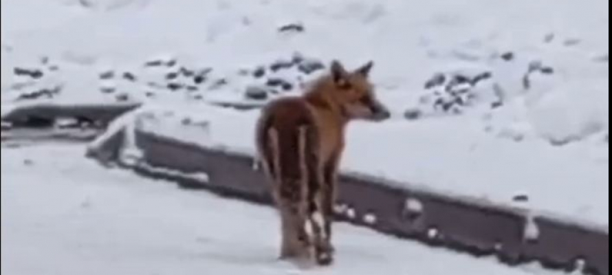 Лису заметили на территории Республиканской больницы в Петрозаводске