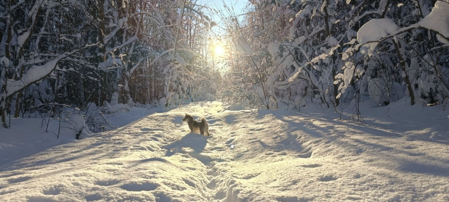 Синоптики рассказали, какой будет погода в Карелии в конце января