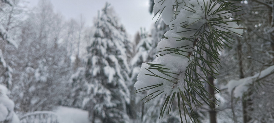 Молодая пара петрозаводчан спасалась в лесу после поломки снегохода