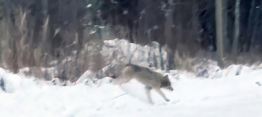 Волков средь бела дня заметили в Салми