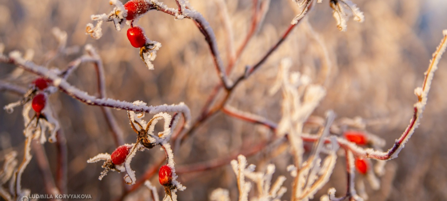 Местами до -23°С: прогноз погоды на 24 января