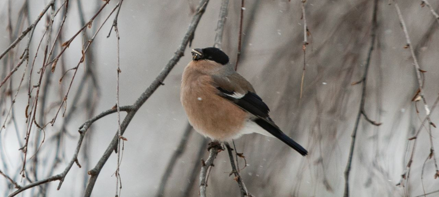 Тридцатиградусные морозы придут в Карелию 29 января