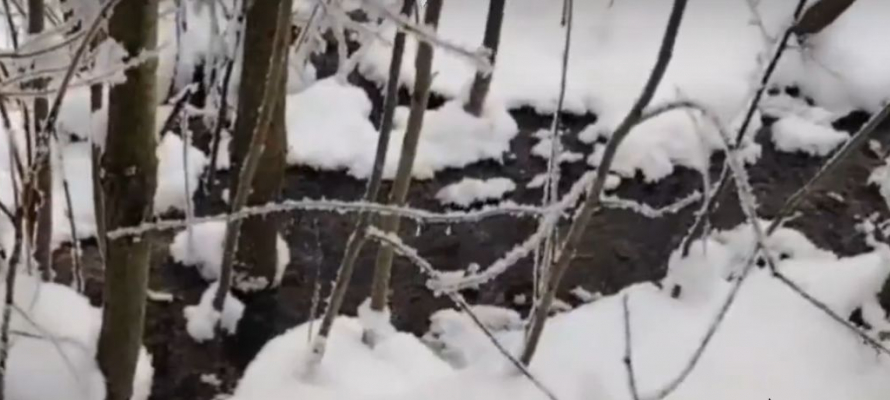 Росприроднадзор требует с Прионежского района 15 млн рублей за ущерб почвам