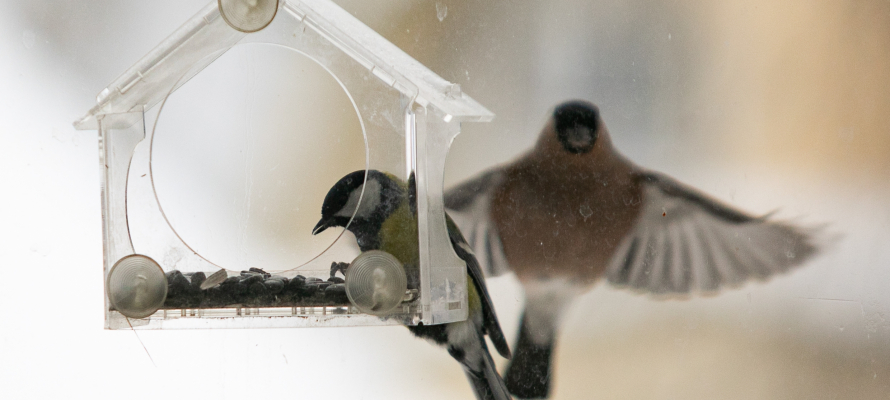 Февраль в Карелии будет холоднее обычного и малоснежным