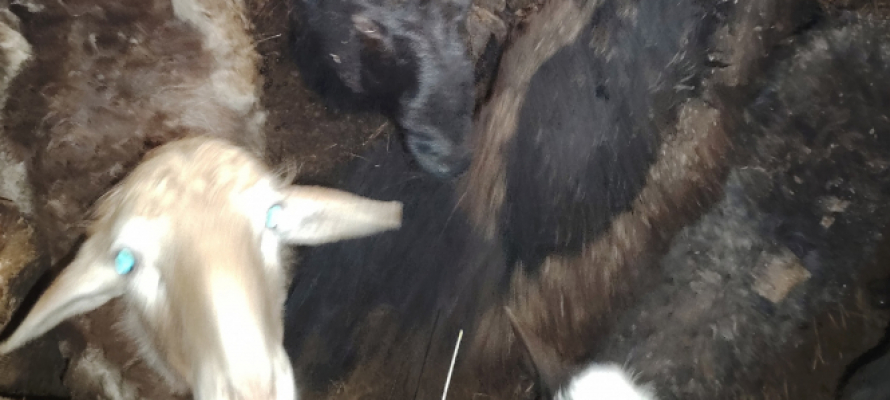 Владельцам фермы в Заозерье выписали три протокола из-за останков животных