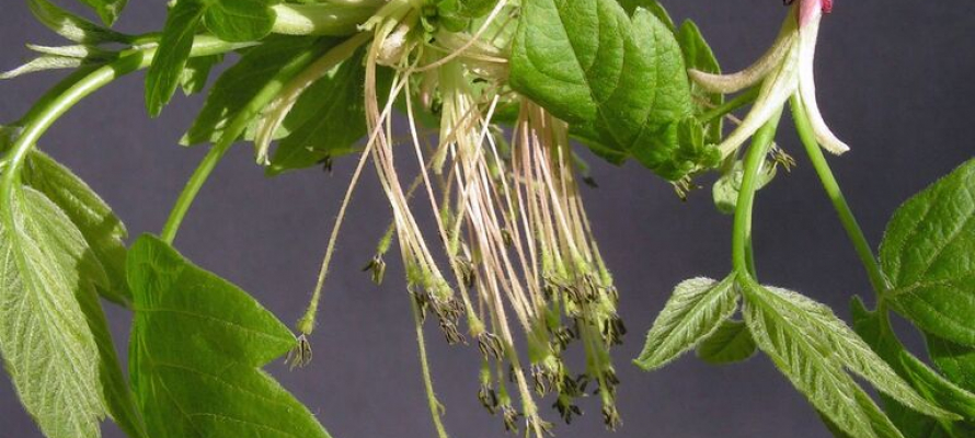 Учёные: американский клён — угроза для российских лесов опаснее борщевика