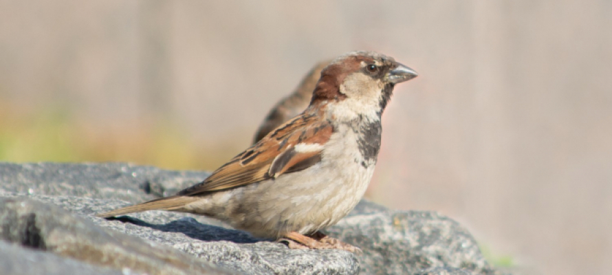 В России насчитали 45 миллионов воробьев