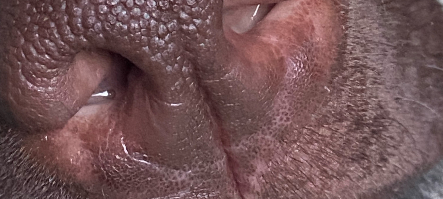 Житель Карелии подал в суд, чтобы запретить соседу содержать собаку