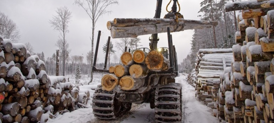 Совфед выступил против введения для лесопромышленников жесткой нормы освоения лесов