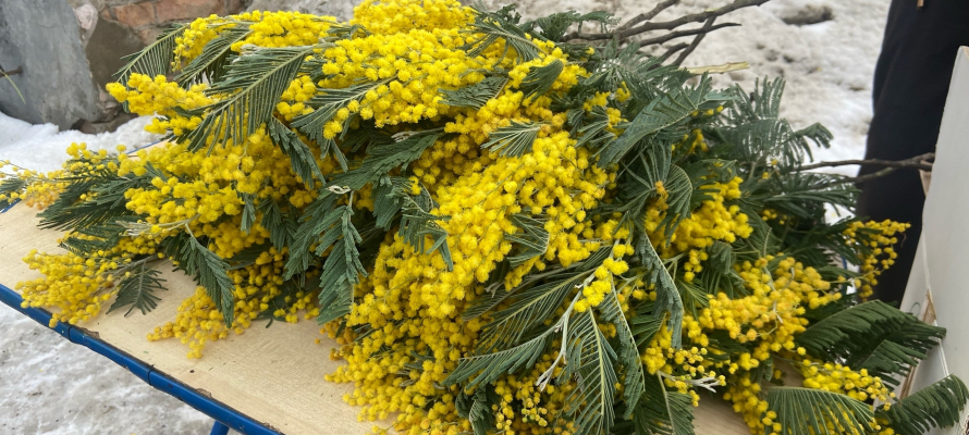 На улицах Петрозаводска начали продавать цветы к 8 марта