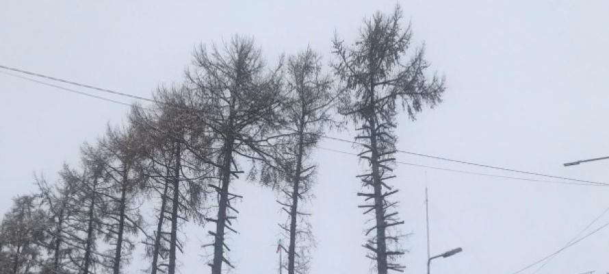 Озеленители Кондопоги использовали петрозаводский опыт обрезки лиственниц