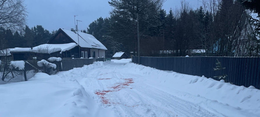 В Пряжинском районе обнаружили растерзанного хищниками пса