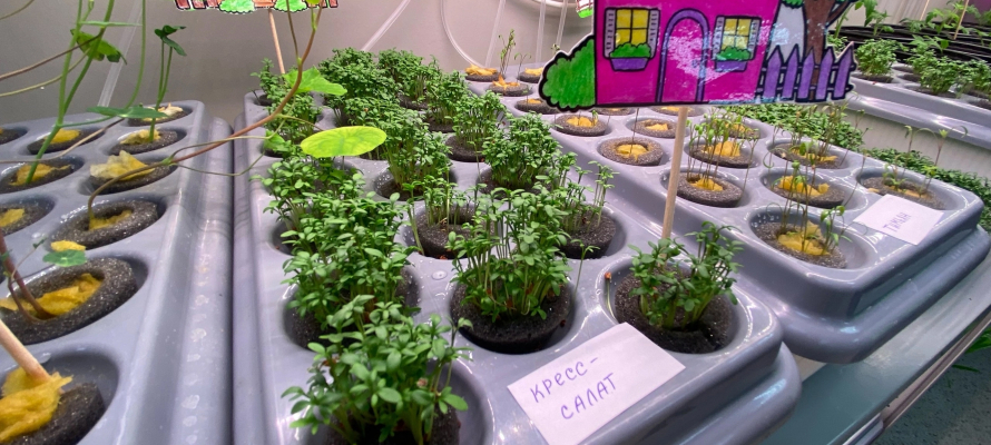 Карельским семьям в трудной ситуации бесплатно раздадут семена для огорода